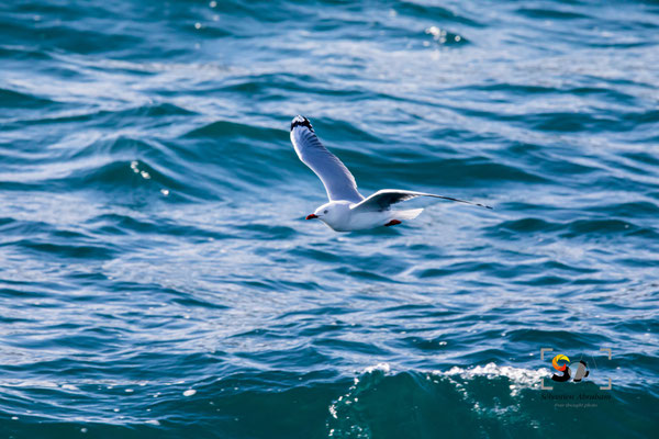 iso 5000, f 16, 1/2000s