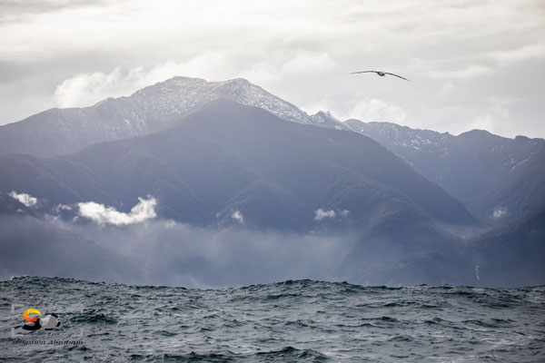Fiordland, iso 1600, f 8, 1/4000s