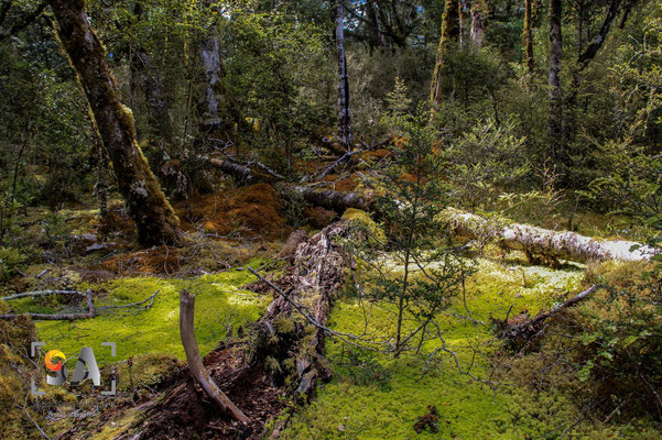 Milford track, iso 200, f 10, 1/40s