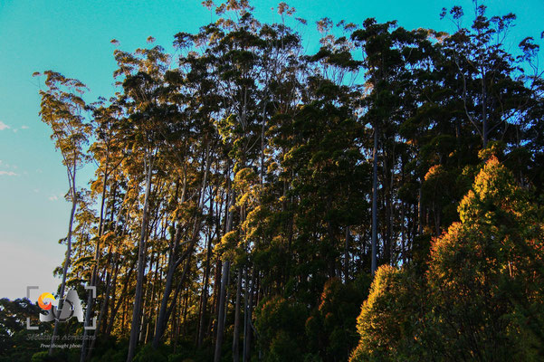 Kerikeri, iso 200, f 8.0, 1/250s