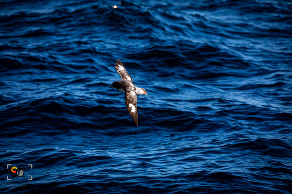 iso 2000, f 9, 1/2500s