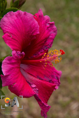 iso 100, f 8.0, 1/250s