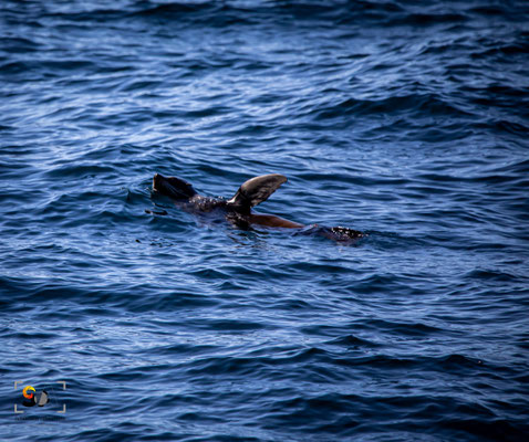 iso 2000, f 6.3, 1/800s