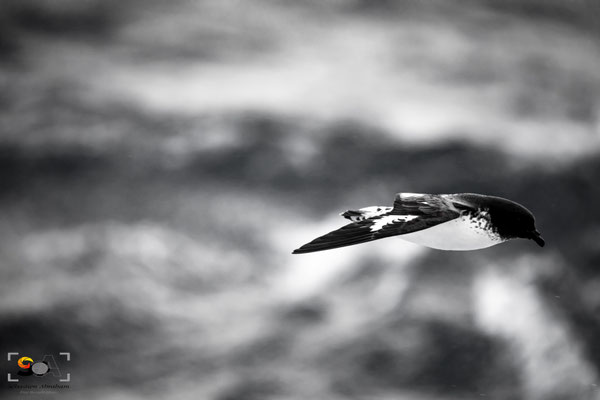 iso 2000, f 6.3, 1/2000s