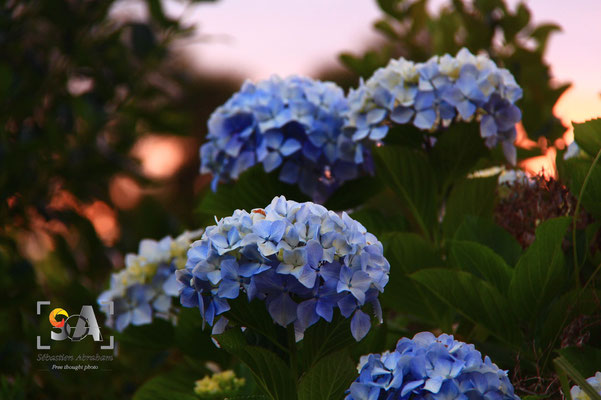 iso 200, f 8.0, 1/100s