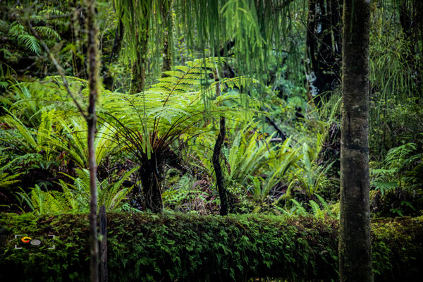 Fiordland, iso 6400, f 4.0, 1/25s