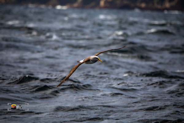 iso 1250, f 7.1, 1/2500s