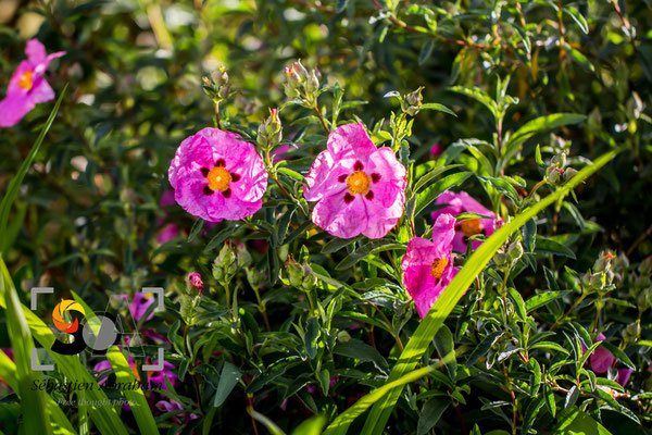 iso 100, f 2.8, 1/640s