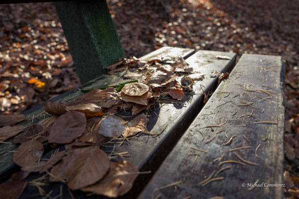Herbstlaub im Volkspark Hamburg