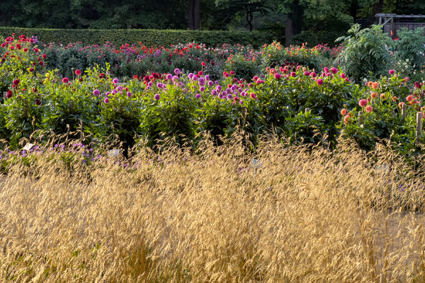 Der Dahliengarten im Volkspark