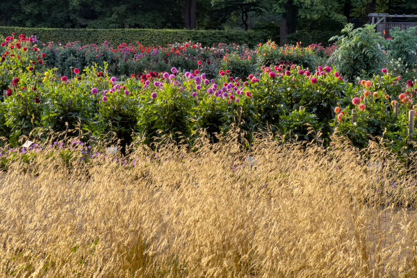 Der Dahliengarten im Volkspark