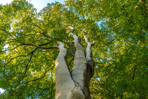 Im Hirschpark unterwegs