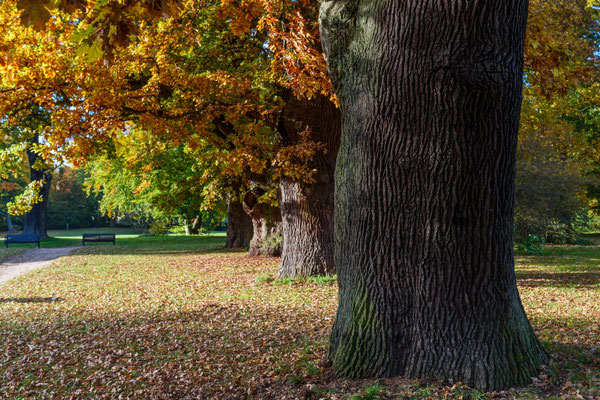 Herbst im Jenischpark Hamburg