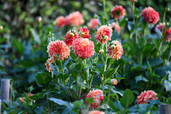 Spätherbst im Dahlengarten im Volkspark