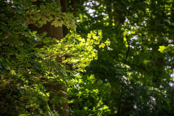 Sonnenstrahlen im Hirschpark