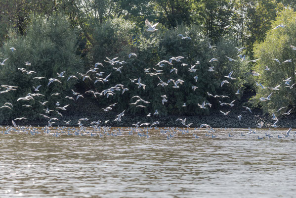 Möwen im Köhlbrand