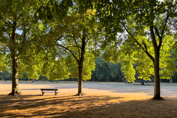 Im Volkspark am Rande der großen Wiese