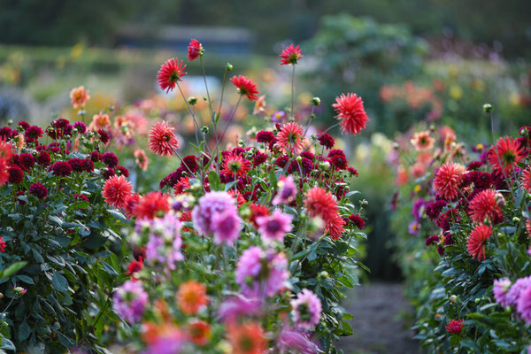 Spätherbst im Dahlengarten im Volkspark