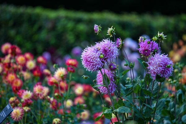 Spätherbst im Dahlengarten im Volkspark