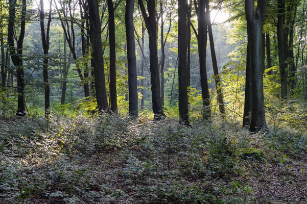 Der Volkspark in Hamburg