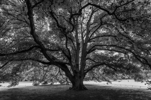 Bergahorn, 270 Jahre alt, steht im Hirschpark in Hamburg-Nienstedten und gehört zum "Nationalerbe-Baum". Umfang 5,55m - die Krone hat einen Durchmesser von 36m.
