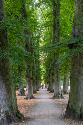 Die "Allee" im Hirschpark 