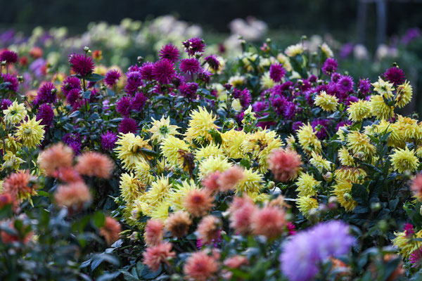 Spätherbst im Dahlengarten im Volkspark