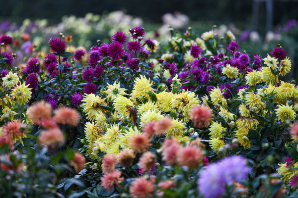 Spätherbst im Dahlengarten im Volkspark