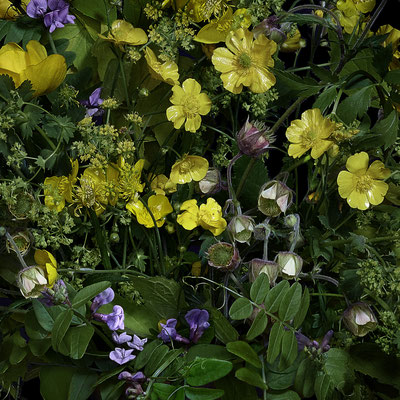 T.M. Glass, "Buttercups and other Wild Flowers," 2020, archival pigment print on hand-made Italian rag paper, 18 x 18" (also available in: 30 x 30", 42 x 42", 52 x 52"; 58 x 58",) contact for price