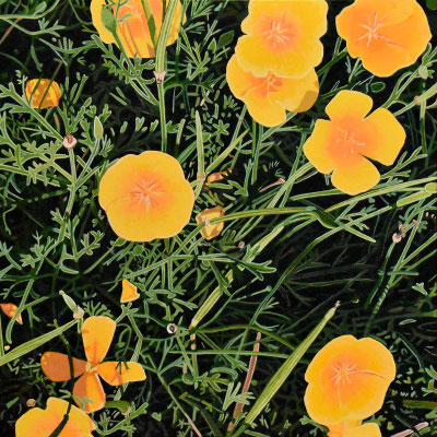 Andrew Woodward, "California Poppies are Perennial," 2022, acrylic on panel, 12 x 12 inches, $2,400