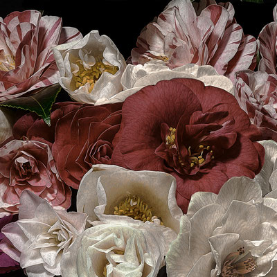 T.M. Glass, "Camelias," 2020, archival pigment print on hand-made Italian rag paper, 18 x 18" (also available in: 30 x 30", 42 x 42", 52 x 52"; 58 x 58",) contact for price