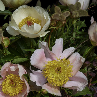 T.M. Glass, "Hybrid Peonies and Barberry," 2020, archival pigment print on hand-made Italian rag paper, 18 x 18" (also available in: 30 x 30", 42 x 42", 52 x 52"; 58 x 58",) contact for price