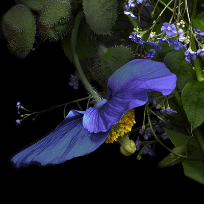 T.M. Glass, "Blue Poppy," 2020, archival pigment print on hand-made Italian rag paper, 18 x 18" (also available in: 30 x 30", 42 x 42", 52 x 52"; 58 x 58",) contact for price
