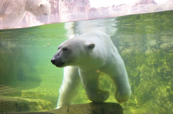 冷凍動物園 仙台 色ガラスのさんぽ道