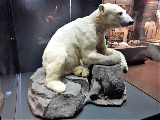 Fan des Eisbären "Knut", hier für immer hinter Glas,  können noch einmal von ihm Abschied nehmen und an die Scheibe klopfen