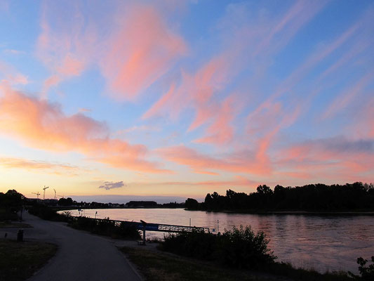 Radweg Richtung Worms in der Abendstimmung