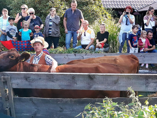 Der Bauer und sein Vieh. Wie hat er die Kuh ins Boot geschafft