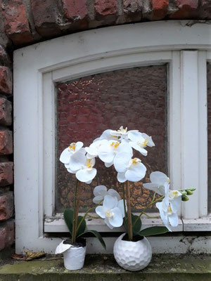 "Schmetterlingorchidee" - Phalaenopsis 'Tropic Snowball' - ein tropischer Schneeball - das "Zutun" der Anwohner ist das Flair des Schnoor-Viertels 