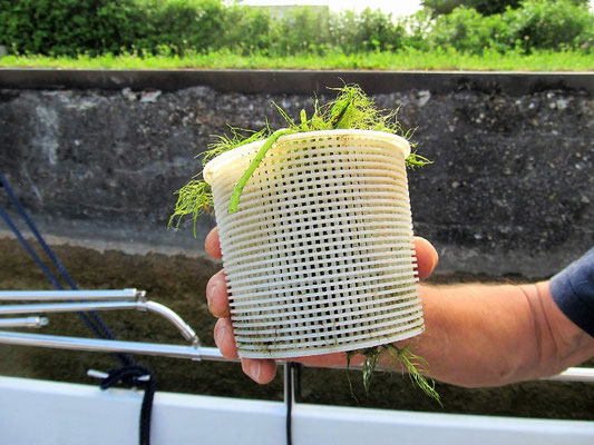 So sah der Kühlwasserfilter nach der Ausfahrt von "Fains-Véel" aus, krass