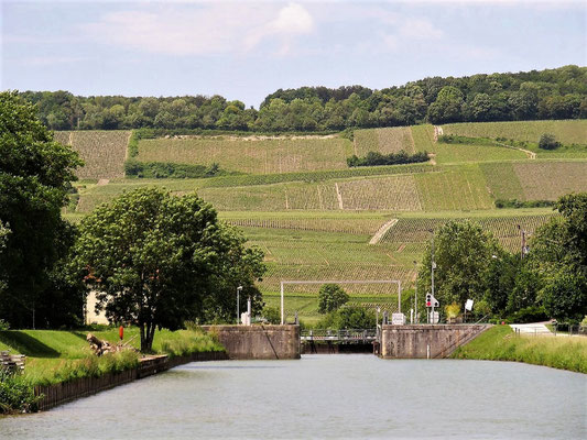 ... erinnert an die Weinberge in Rheinhessen