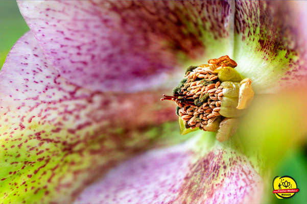 "Die Schneerose"