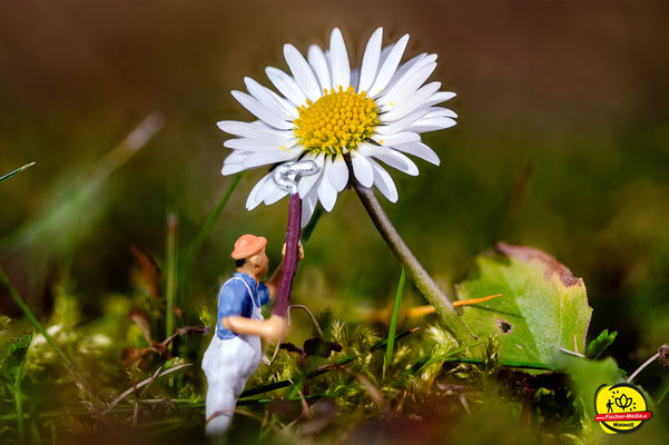 "Gänseblümchen beim Frühjahrsputz"