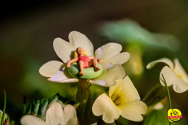 "Sonnenbad im Primmelgarten"