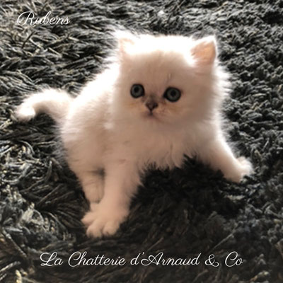 chaton persan mâle black silver shaded