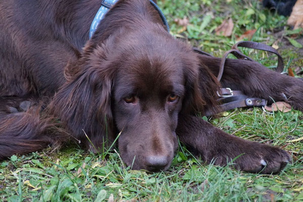 Die Jagdhunde suchten sich ein ruhiges Plätzchen im Schlosshof und erholten sich von der Jagd.