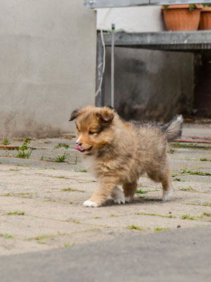 6 Wochen