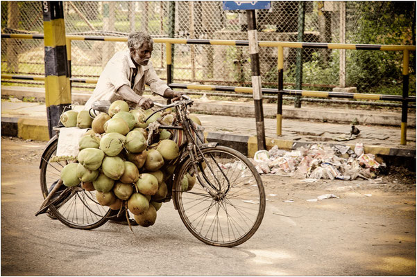 Kokosnußtransport in Mysore, Karnataka