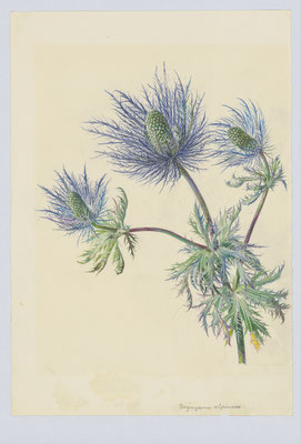 Blaue Distel: Eryngium Alpinum.
