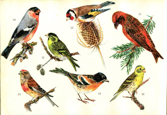 Illustration 13: Einheimische Vögel, Verlag der Bea-Bücher Zürich 1951.