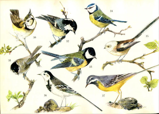 Illustration 14: Einheimische Vögel, Verlag der Bea-Bücher Zürich 1951.